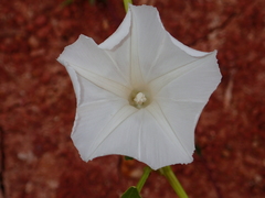 Ipomoea aquatica