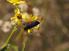 Zygaena dorycnii