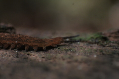 Kumbadjena extrema