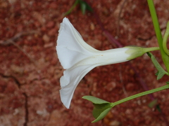 Ipomoea aquatica
