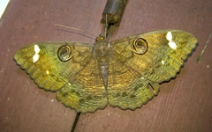 Erebus hieroglyphica