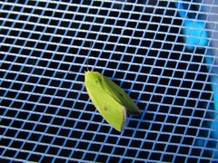 Earias pudicana