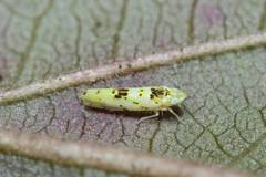 Limassolla multipunctata