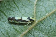 Aguriahana triangularis