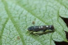 Eupteryx melanocephala