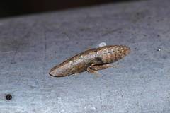 Ledropsis discolor