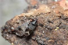 Anthocoris japonicus