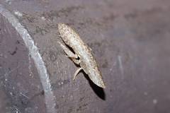 Ledropsis discolor