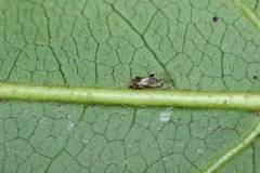 Cacopsylla fatsiae