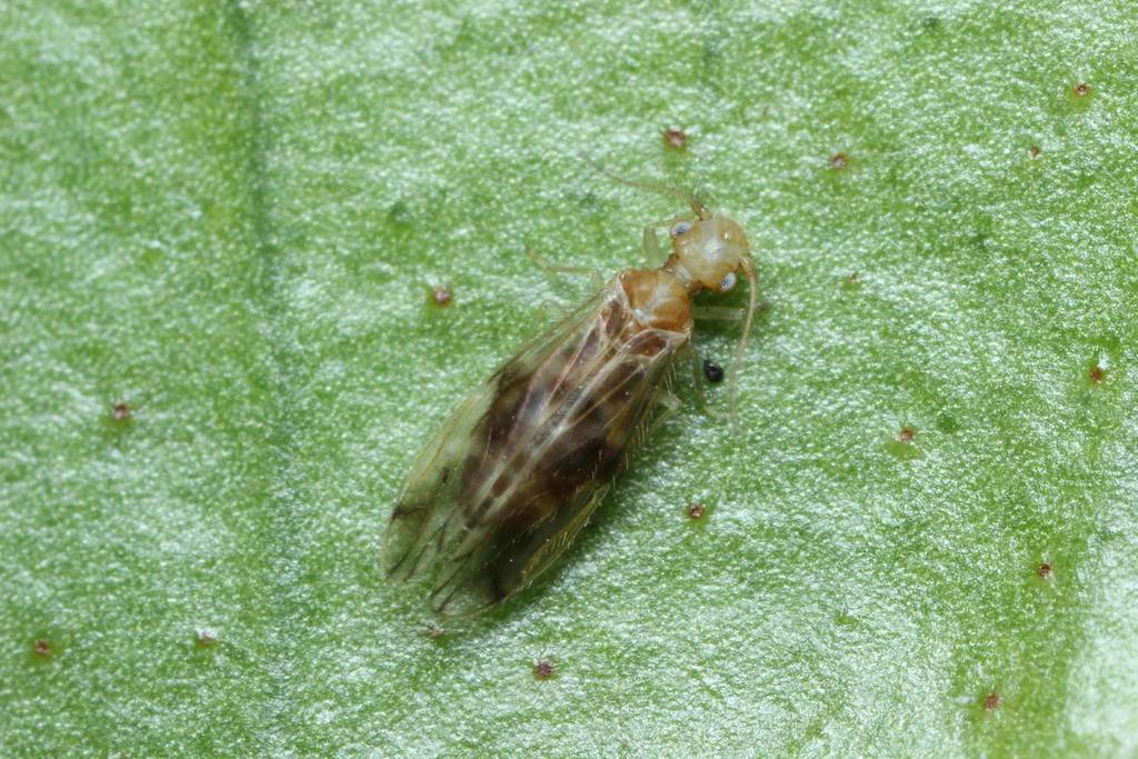 Pseudocaeciliinae