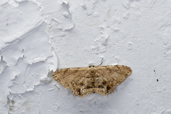 Dysaethria fulvihamata