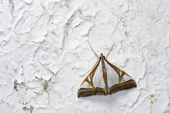 Agrioglypta eurytusalis