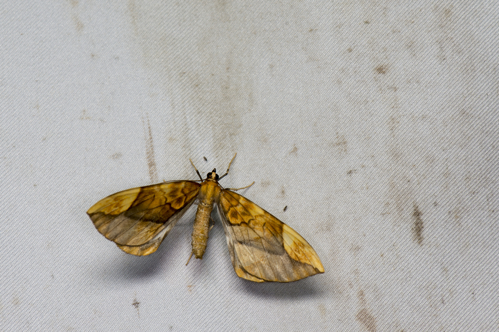 Gandaritis postalba
