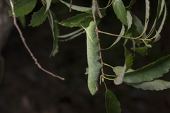 Marumba sperchius sperchius