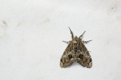 Calliteara baibarana