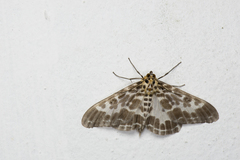 Pogonopygia nigralbata