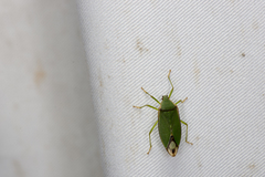Urolabida
