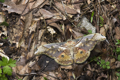 Rinaca thibeta okurai