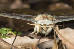 Rinaca thibeta okurai