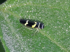 Macugonalia leucomelas
