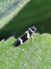 Macugonalia leucomelas