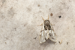 Phalerodonta manleyi