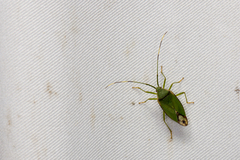Urolabida