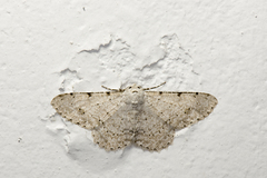 Lassaba parvalbidaria