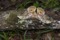 Rinaca thibeta okurai