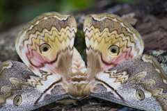 Rinaca thibeta okurai