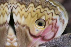 Rinaca thibeta okurai