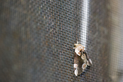 Thyatira batis formosicola