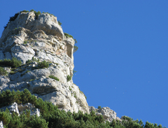 Ptyonoprogne rupestris