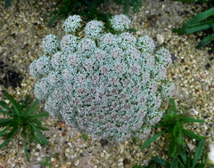 Daucus carota halophilus