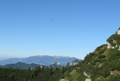 Ptyonoprogne rupestris