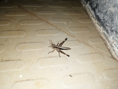 Phlaeoba angustidorsis