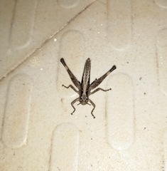 Phlaeoba angustidorsis