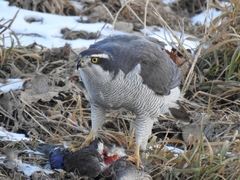 Accipiter gentilis