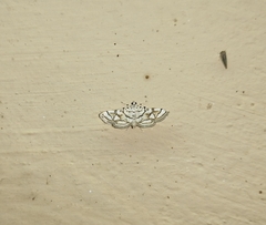 Elophila scitalis