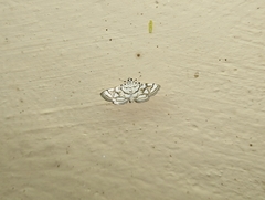 Elophila scitalis