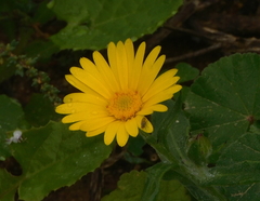 Calendula suffruticosa algarbiensis
