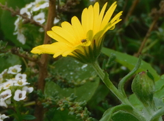 Calendula suffruticosa algarbiensis