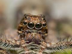 Phaeacius malayensis