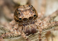 Phaeacius malayensis