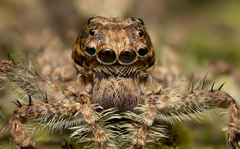 Phaeacius malayensis