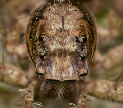 Phaeacius malayensis