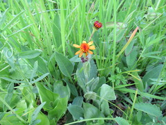 Tephroseris porphyrantha