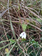 Acanthaceae