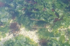 Trachurus japonicus