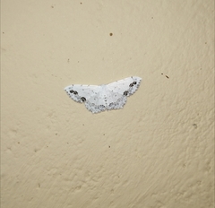 Scopula pulchellata agg